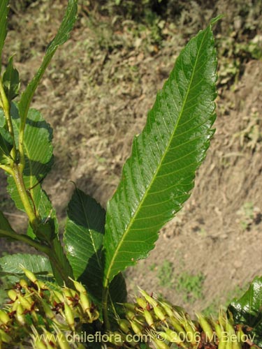 Image of Caldcluvia paniculata (Tiaca / Triaca / Quiaca). Click to enlarge parts of image.